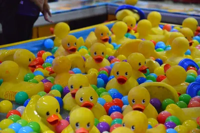 DSC_7803 (Large).JPG